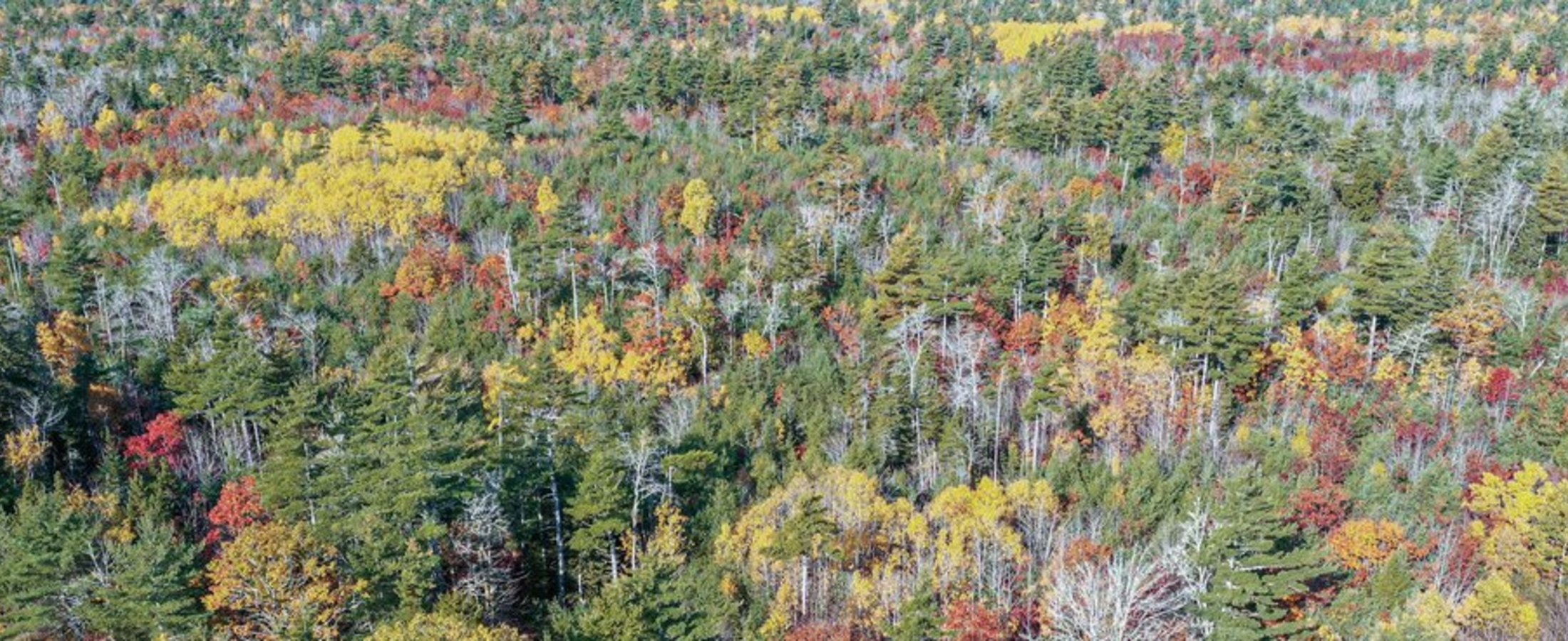 HUFA Green Wald