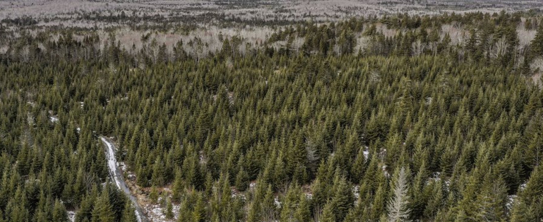 HUFA Green Wald