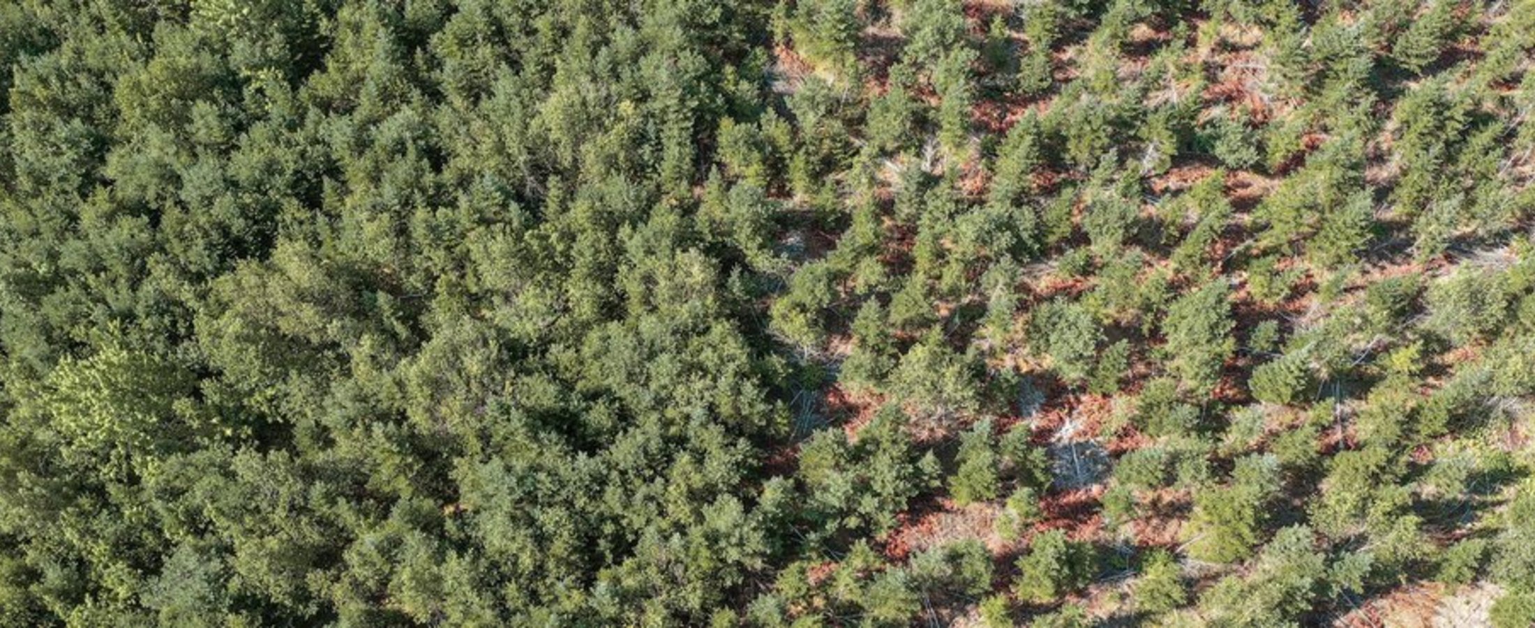HUFA Green Wald